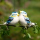 Závěsný ptáček - Sýkorky - dvojice