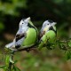 Závěsný ptáček -Sýkorky dvojice