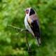 Závěsný ptáček - Stehlík