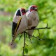 Závěsný ptáček - Stehlík - dvojice
